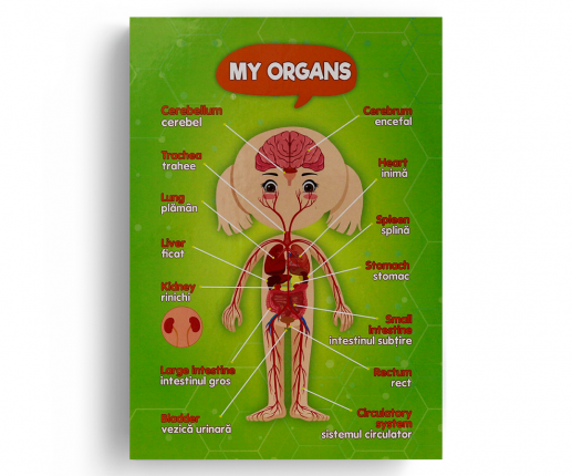 Anatomical systems - girl thumb-image 5