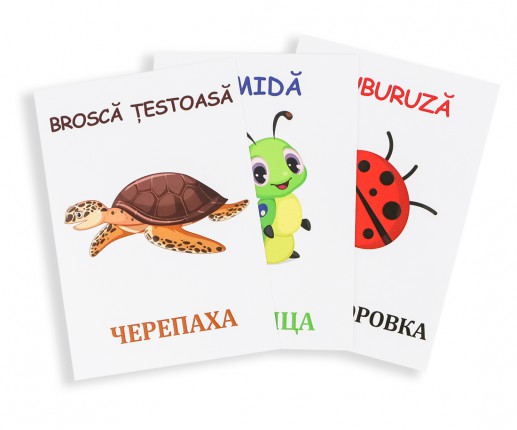 Insecte și reptile thumb-image 3