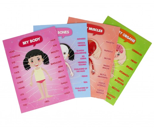 Anatomical systems - girl thumb-image 6