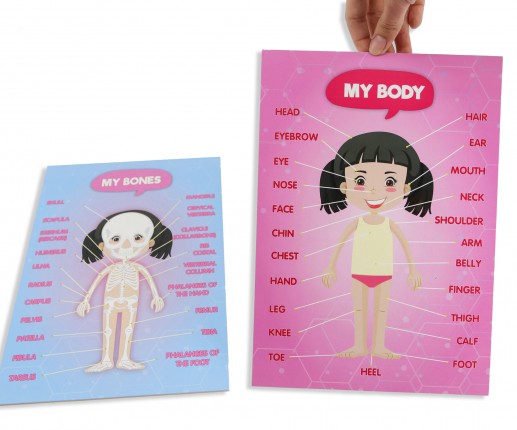 Anatomical systems - girl thumb-image 8