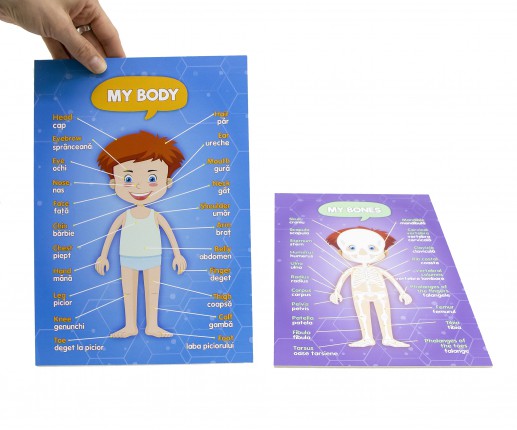 Anatomical systems - boy thumb-image 7