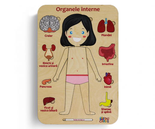 Organele interne - fetiță