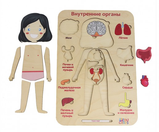 Organele interne - fetiță thumb-image 6