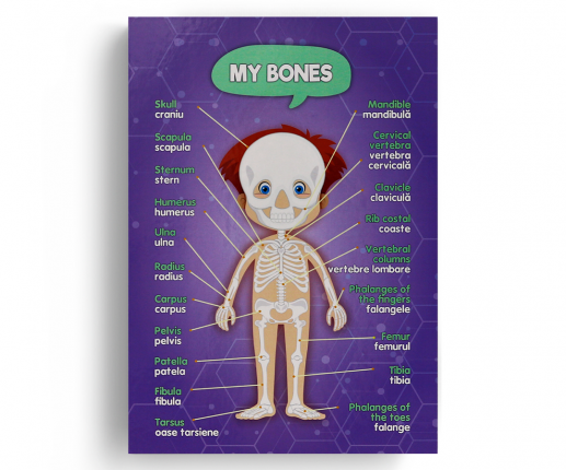 Anatomical systems - boy thumb-image 3