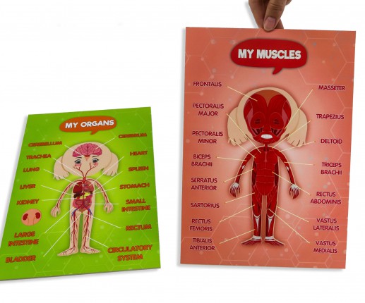 Anatomical systems - girl thumb-image 7