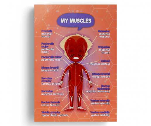 Anatomical systems - boy thumb-image 4