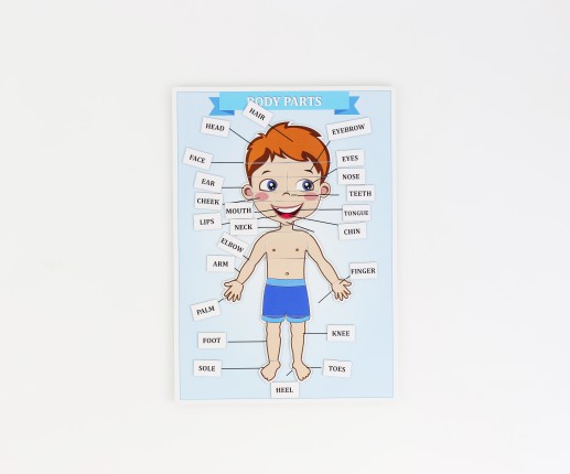 BODY PARTS thumb-image 3