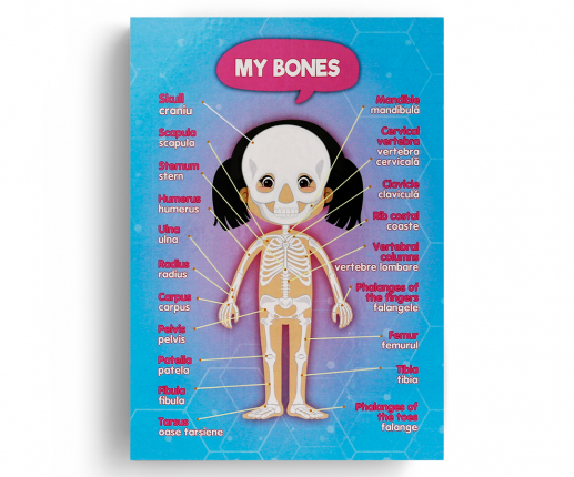 Anatomical systems - girl thumb-image 3