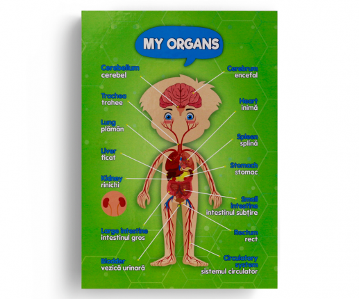 Anatomical systems - boy thumb-image 5