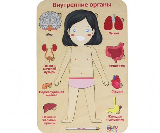 Organele interne - fetiță thumb-image 5