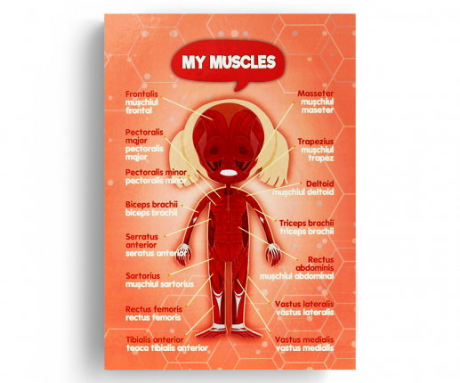 Anatomical systems - girl thumb-image 4