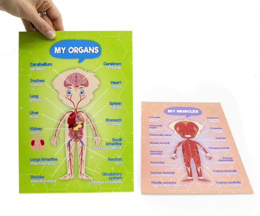 Anatomical systems - boy thumb-image 8