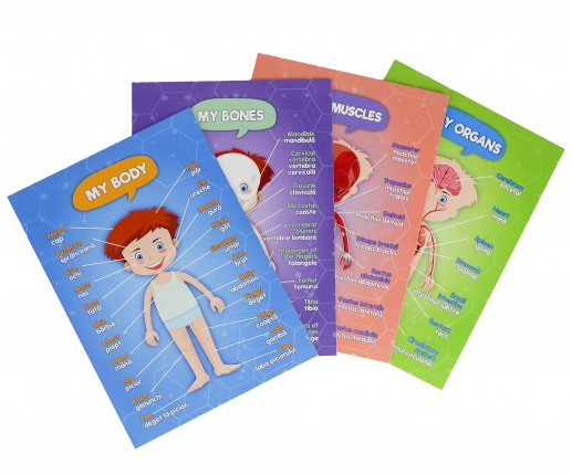 Anatomical systems - boy thumb-image 6