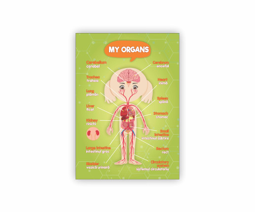 Organele umane - fată