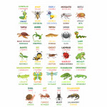 Cartonașe educative Insecte și reptile thumb-image 4
