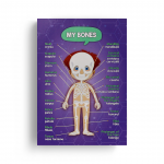 Sistemele anatomice – băiat thumb-image 3