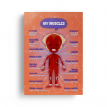 Sistemele anatomice – băiat thumb-image 4