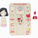 Organele interne - fetiță thumb-image 6
