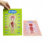 Sistemele anatomice – băiat thumb-image 7